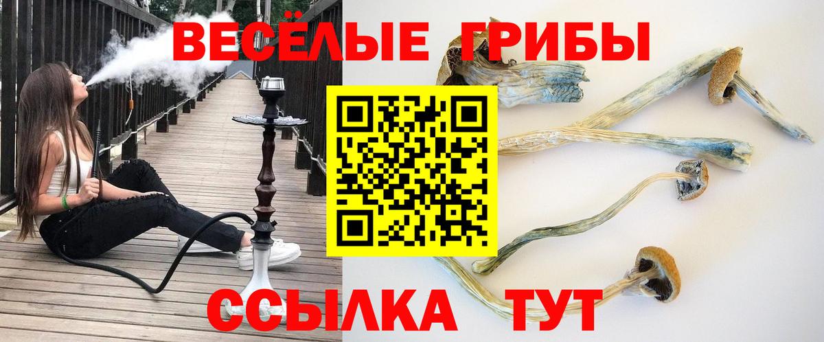 Галлюциногенные грибы Psilocybe Назрань